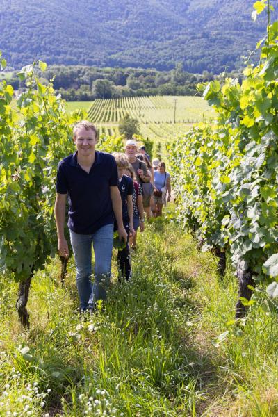 From vines to wines