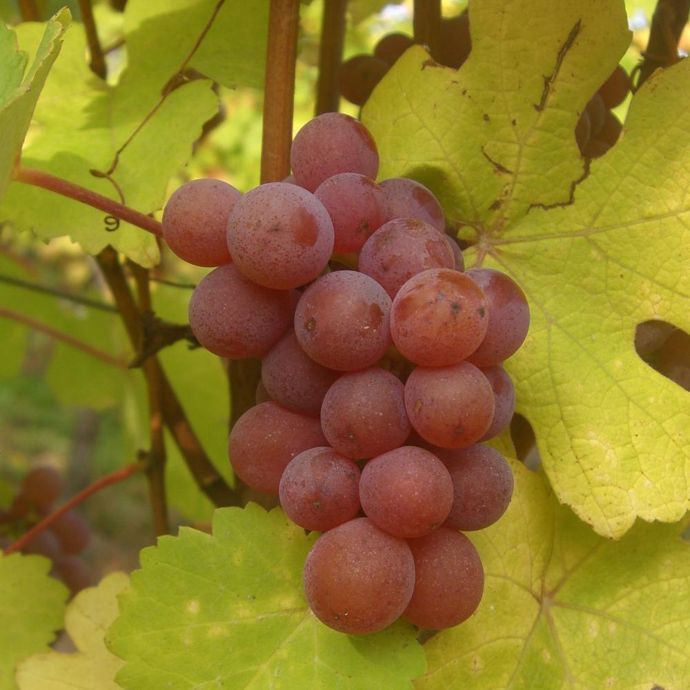 Gewurztraminer Linsenberg 2019 AOC Alsace